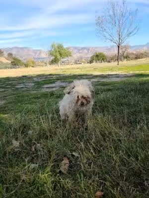 Carey Ranch Park - Sylmar, CA