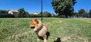 Telfair Park - Sylmar, CA