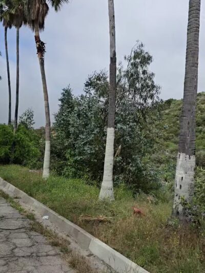 Veterans Memorial Community Regional Park - Sylmar, CA