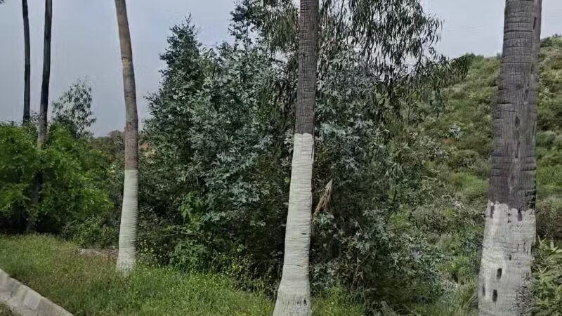 Veterans Memorial Community Regional Park - Sylmar, CA