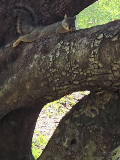 Veterans Memorial Community Regional Park - Sylmar, CA