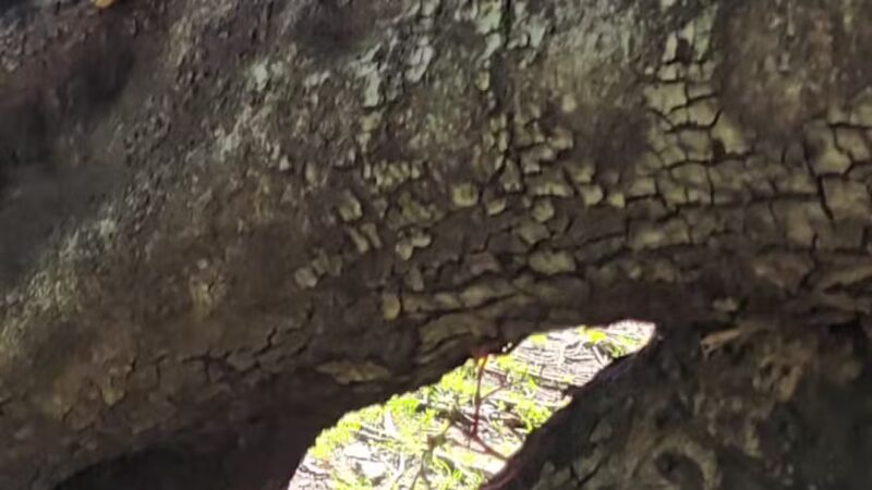 Veterans Memorial Community Regional Park - Sylmar, CA