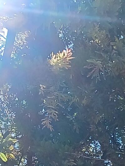 West Lakeside Street Park - Sylmar, CA