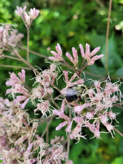 Rose River Falls - Syria, VA