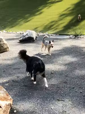 Takoma Park Dog Park - Takoma Park, MD