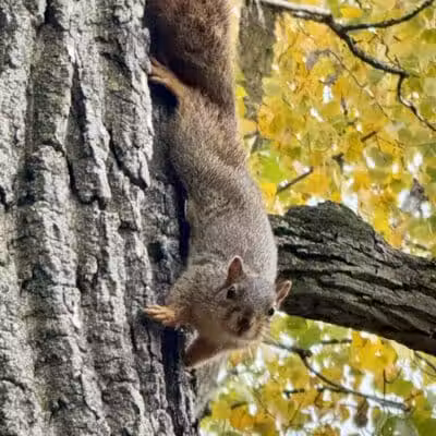 Boardman Park - Taylor,