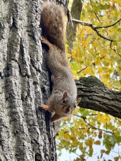 Boardman Park - Taylor,