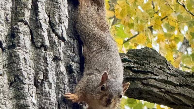 Boardman Park - Taylor,