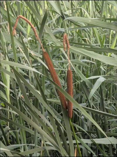 Boardman Park - Taylor,