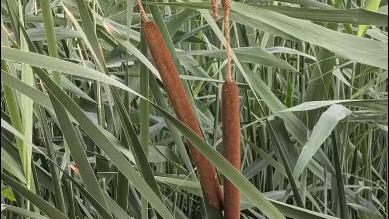 Boardman Park - Taylor,