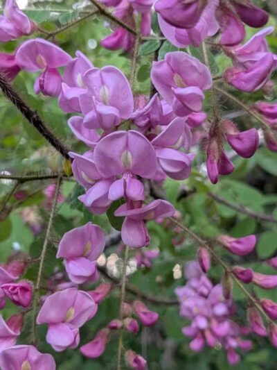 Boardman Park - Taylor,