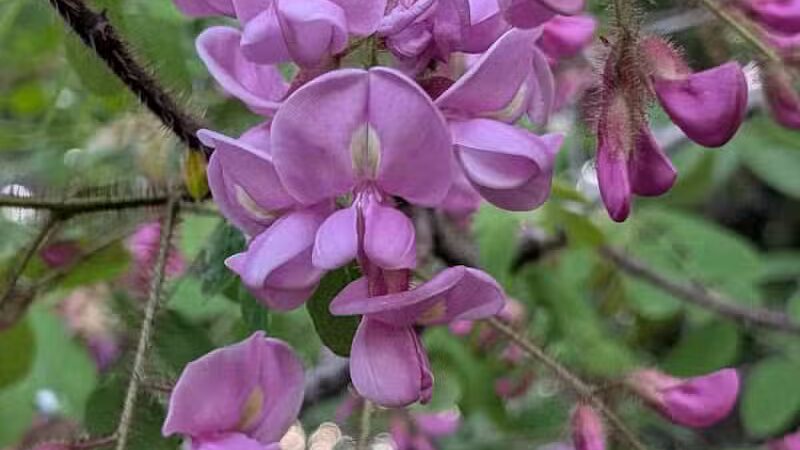 Boardman Park - Taylor,