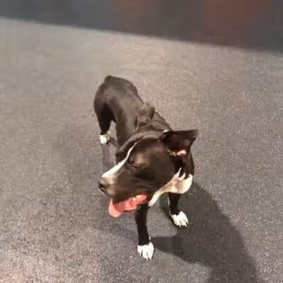 Camp Canine - Taylor,