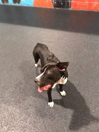 Camp Canine - Taylor,