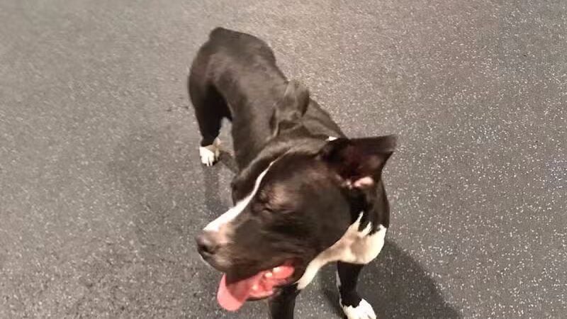 Camp Canine - Taylor,
