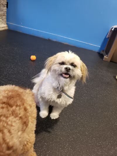 Camp Canine - Taylor,