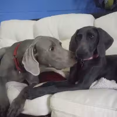 Camp Canine - Taylor,
