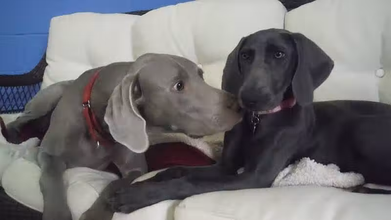 Camp Canine - Taylor,