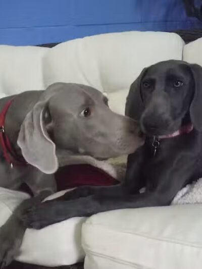 Camp Canine - Taylor,