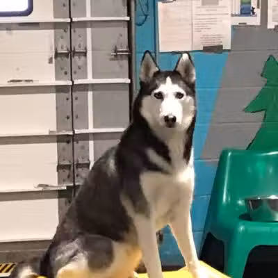 Camp Canine - Taylor,