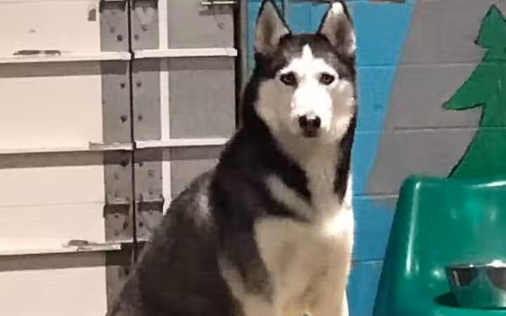 Camp Canine - Taylor,