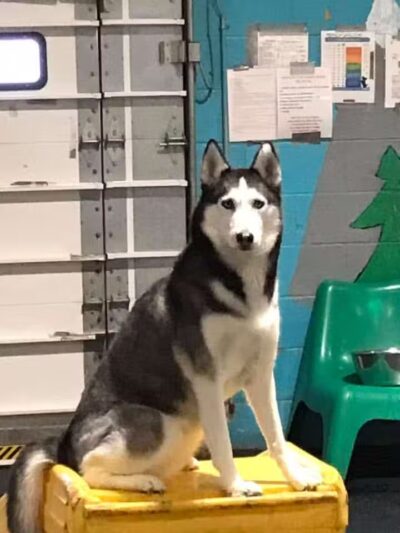 Camp Canine - Taylor,