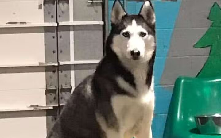 Camp Canine - Taylor,