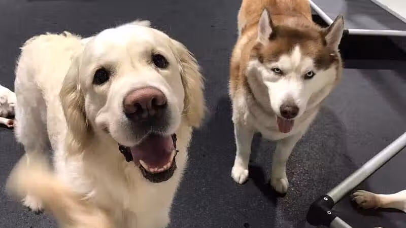 Camp Canine - Taylor,