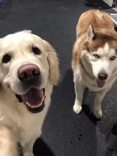 Camp Canine - Taylor,