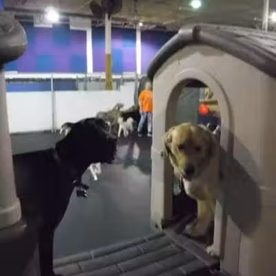 Camp Canine - Taylor,