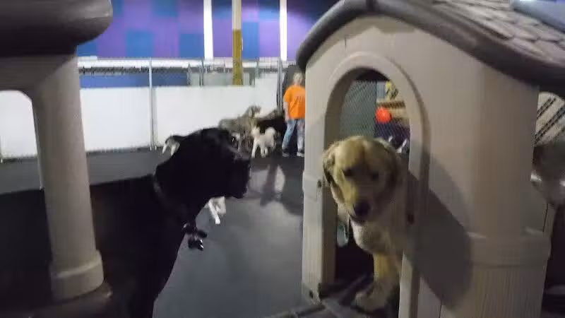 Camp Canine - Taylor,