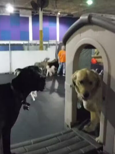 Camp Canine - Taylor,