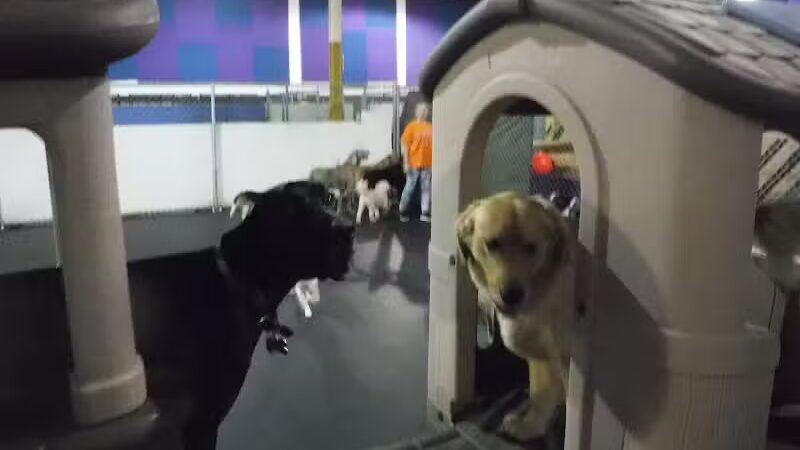 Camp Canine - Taylor,