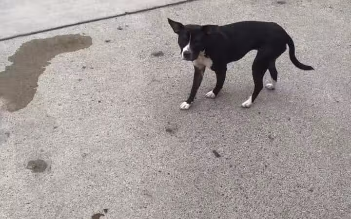 Camp Canine - Taylor,