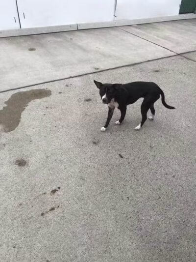 Camp Canine - Taylor,