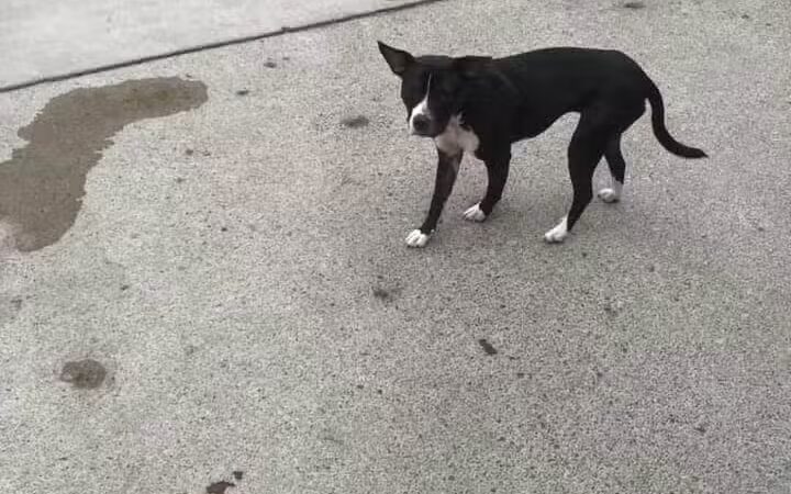 Camp Canine - Taylor,