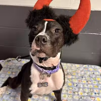 Camp Canine - Taylor,