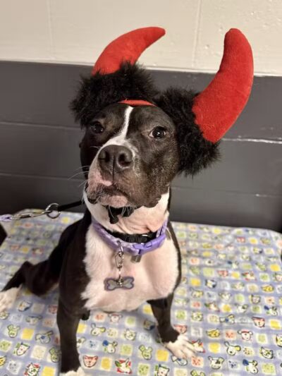 Camp Canine - Taylor,