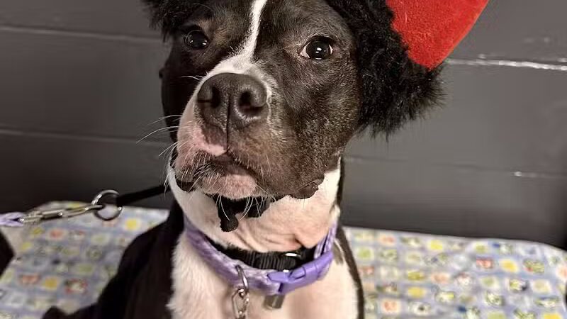 Camp Canine - Taylor,