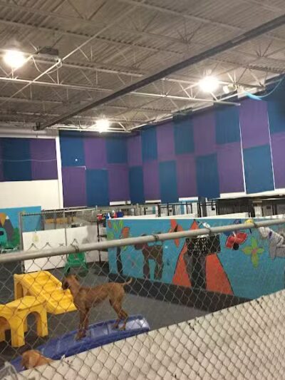 Camp Canine - Taylor,