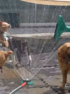 Camp Canine - Taylor,