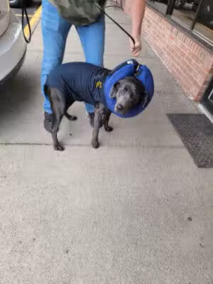 The Paws Clinic - Taylor,