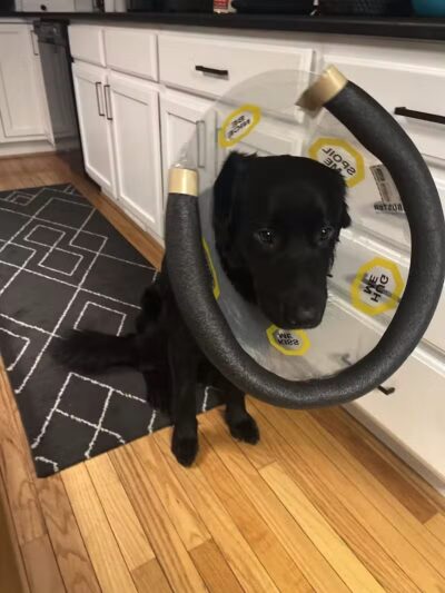 The Paws Clinic - Taylor,