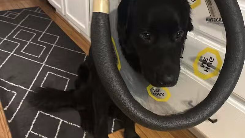 The Paws Clinic - Taylor,