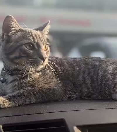 The Paws Clinic - Taylor,