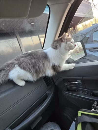 The Paws Clinic - Taylor,