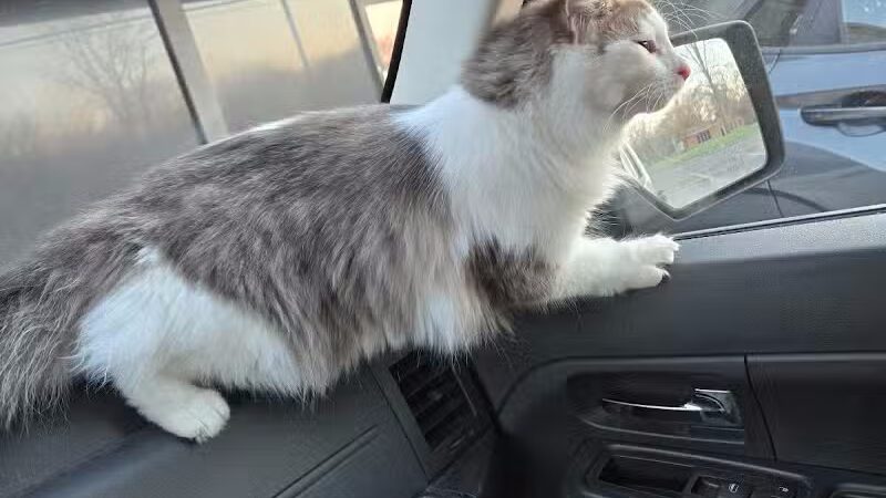 The Paws Clinic - Taylor,