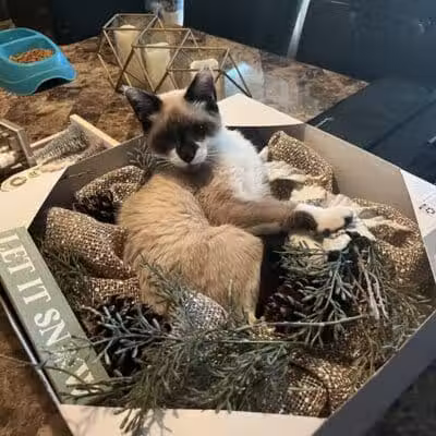The Paws Clinic - Taylor,