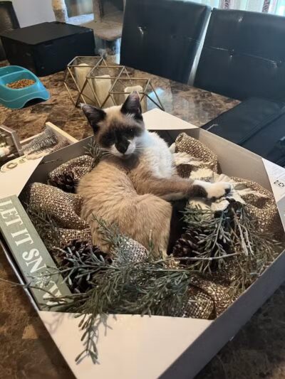 The Paws Clinic - Taylor,