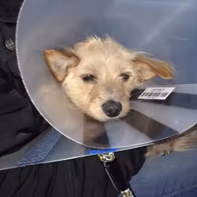The Paws Clinic - Taylor,